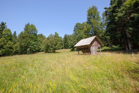 Podpis pri fotografiji: Pri krmišču zapustimo cesto in se spustimo po travniku, da sklenemo krožno traso.